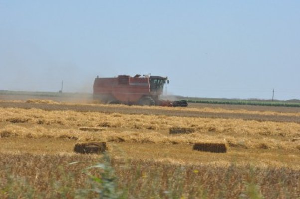 Preţul grâului va fi mai mic în Europa de Vest decât în România şi alte ţări estice